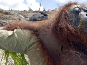 This handout image taken on November 19, 2007 shows a ranger carrying an unconscious orangutan as he removes him to another location on Borneo island.  In the middle of Borneo island, the struggle against the deforestation is lead by Yayasan Orangutan Indonesia (Yayorin) who convinces indigenous people not to sell their lands to palm oil companies, which is vital to the orangutan. At the end of 2008, more than 15,000 hectares of the community forest in Central Kalimantan have been sold for palm oil plantations threatening the livelihood of 2,500 people.   RESTRICTED TO EDITORIAL USE  GETTY OUT     AFP PHOTO/HO/CENTER FOR ORANGUTAN PROTECTION